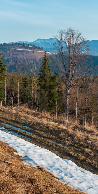 Early morning spring Carpathian mountains