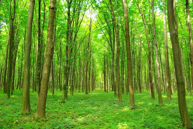 Early morning sun in the green forest