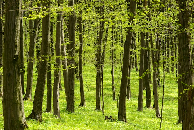 Early morning sun in the green forest