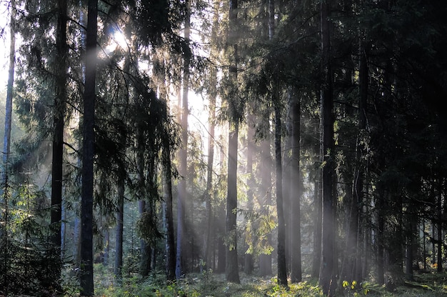 Early morning and sun rays