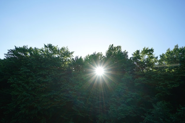 Early morning sunlight breaks through the tree tops of the forest