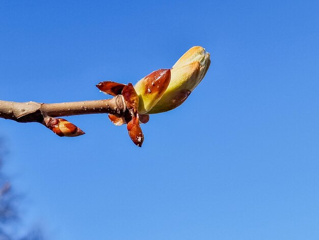 Early spring buds swelled and spreads first leaves of fruit tree Spring agricultural work is beginsFresh green foliageNature wakes upfirst leaves on the branches Kidney trees disclosed