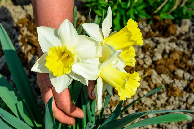 Early spring daffodil flower attractive decorative plant