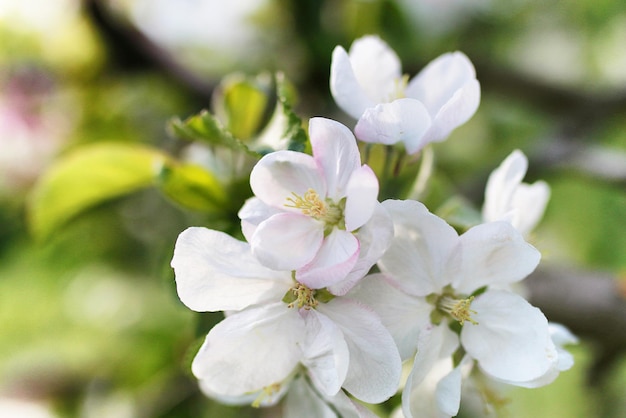 Early spring the flowering apple tree with bright white flowers