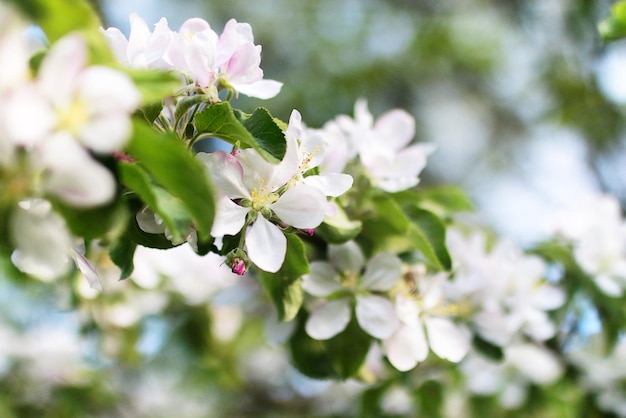 Early spring the flowering apple tree with bright white flowers