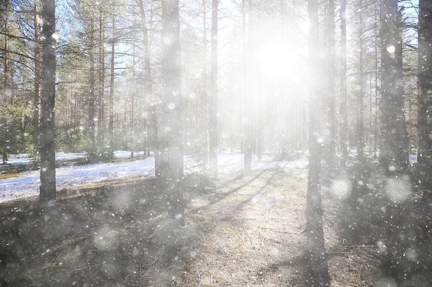 early spring in the forest, snowfall, abstract landscape background in nature, seasonal calendar view