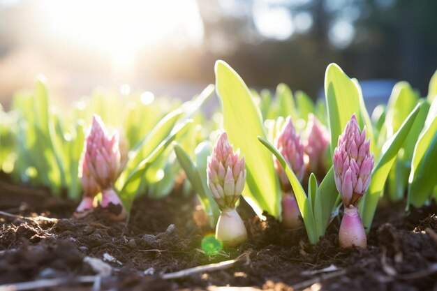 Early spring hyacinth bulbs budding in warm sunlight