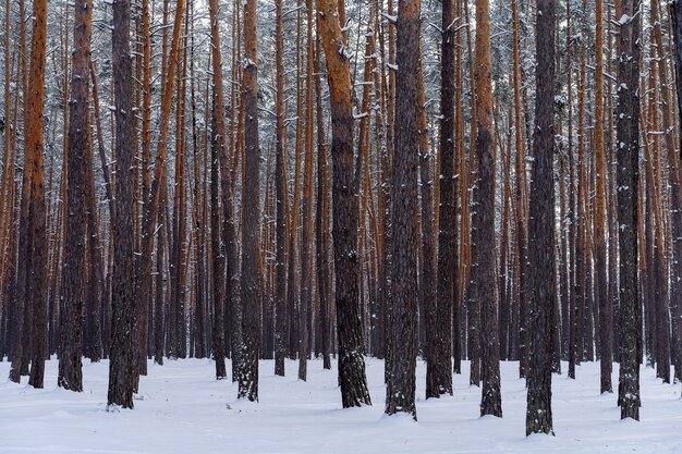 Early spring landscape of the snow in the pine forest. Landscape  only tree trunks