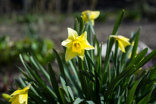 Early spring yellow daffodils blooming in the garden