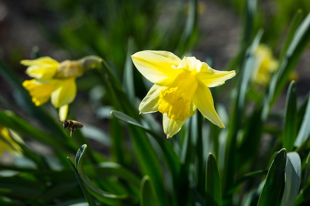 Early spring yellow daffodils blooming in the garden