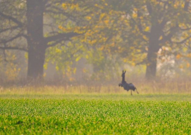 Early summer morning and deer