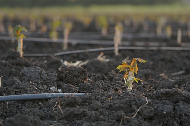 Early varieties of cassava planted during the cultivation season.