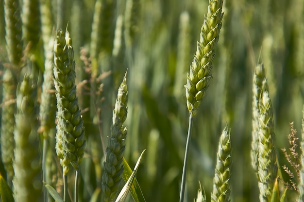 Ears of barley in a field of cultivation, agriculture in italy.