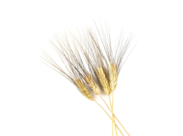 Ears of barley isolated on a white background