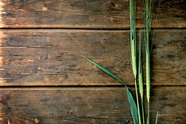 Ears of barley