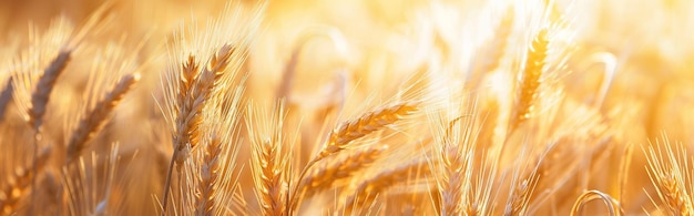 Ears of bread backgroundAgriculture Golden fieldgenerative ai