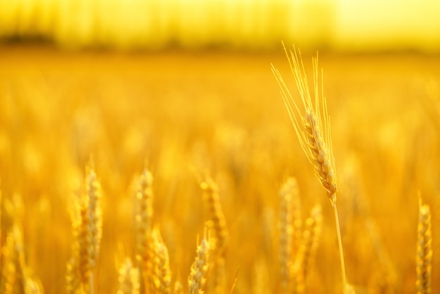 Ears of golden wheat close up.