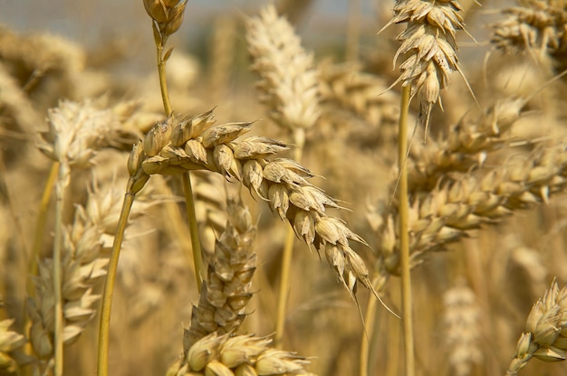 Ears and grain of wheat in a field of cultivation, agriculture in italy.