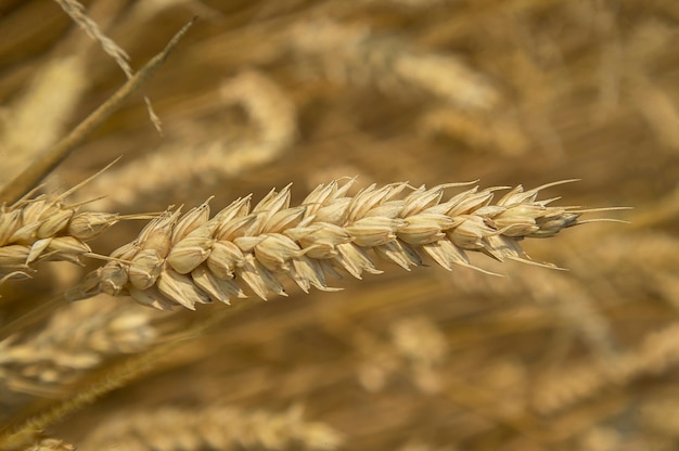 Ears and grain of wheat in a field of cultivation, agriculture in italy.