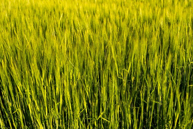 Photo ears of the green unripe barley agricultural field