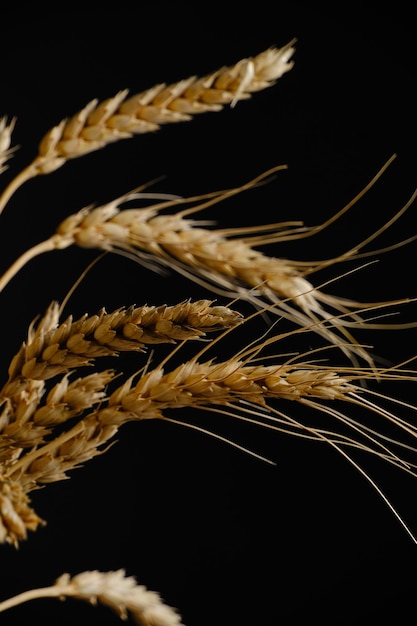 Ears ripe wheat black background