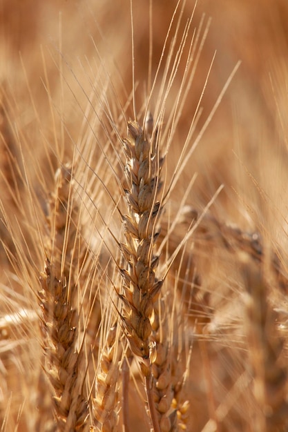 Ears of ripe wheat Grain on the field closeup A field with crops of grain that is ready for harvesting