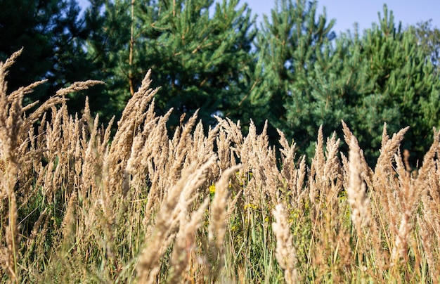 Ears spikelets against the background of Christmas trees forests Yellow spikelets in a meadow in the forest