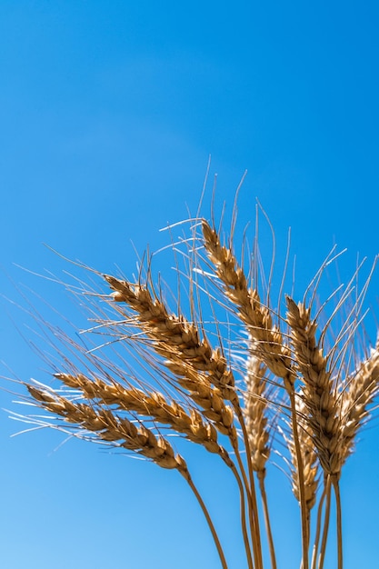 Ears of wheat against blue sky background