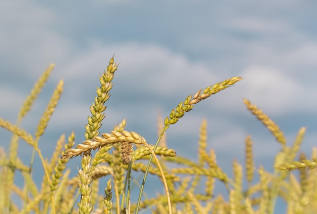 Ears of wheat against the blue sky Copy space