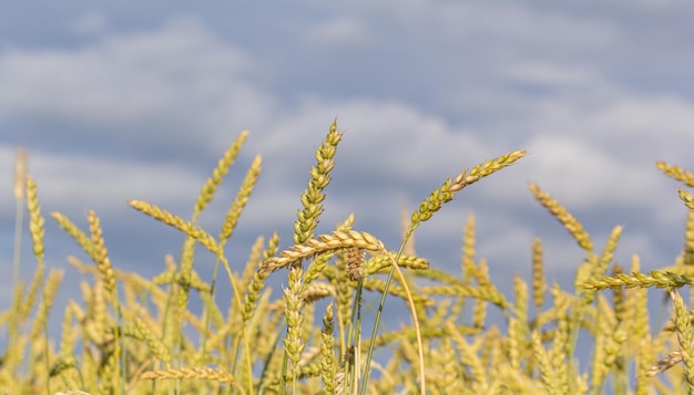 Ears of wheat against the blue sky Copy space