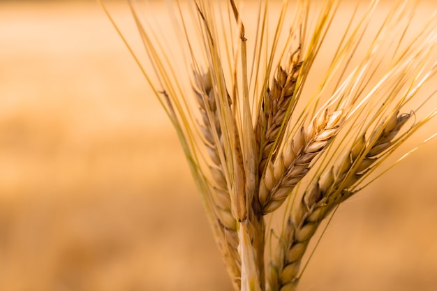 Ears of wheat are swaying in the wind