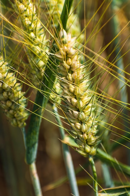 Ears of wheat in a cereal field in summer stem and grain