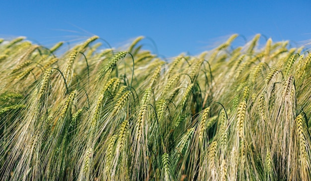 Ears of wheat in the field Agriculture banner