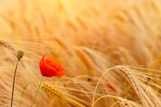 Ears of wheat in the field at the sunset Farmers securing food supply and feeding the nation