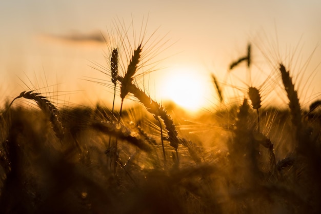 Ears of wheat on a field in a sunset rays Agriculture and food production concept