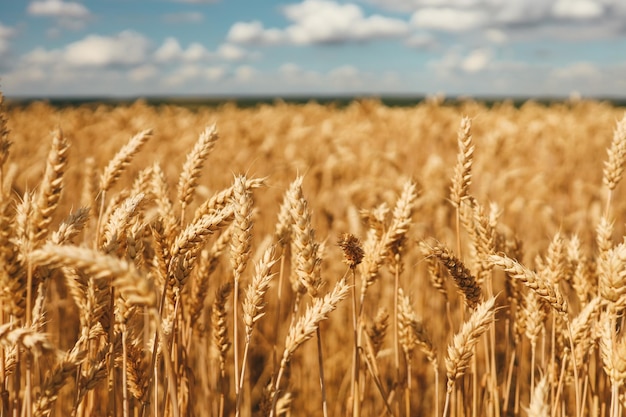 Ears of wheat on the field a during sunset wheat agriculture harvesting agribusiness concept walk in large wheat field large harvest of wheat in summer on the field landscape lifestyle