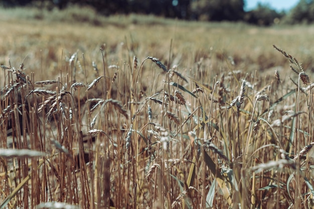 Ears of wheat on the field