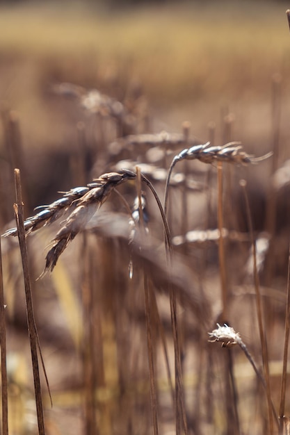 Ears of wheat on the field