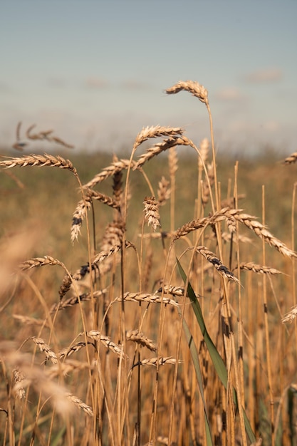 Ears of wheat on the field