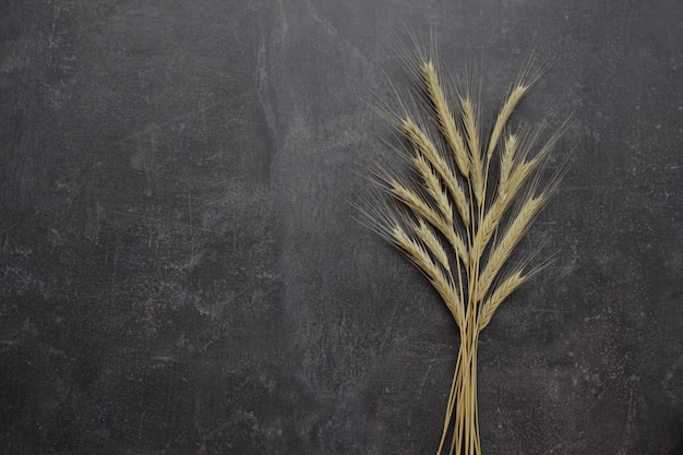 Ears of wheat on a gray background. Top view, grain.