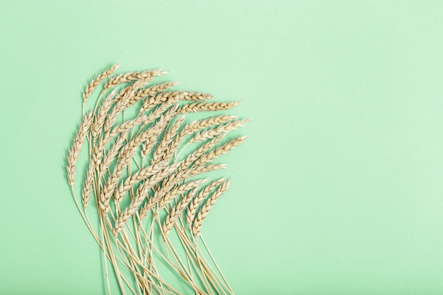 Ears of wheat on green background