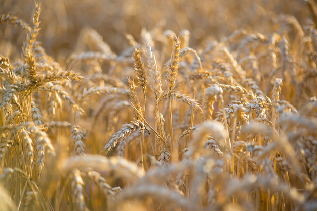 ears of wheat grow in the field in summer