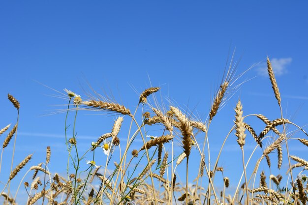 ears of wheat isolated on blue sky background in sunny day, view from bottom