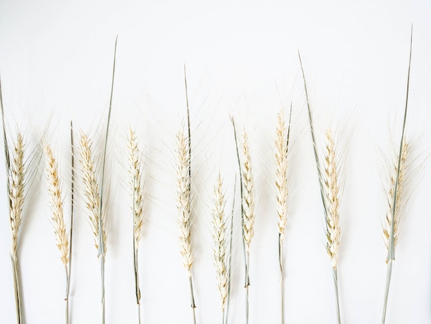 Ears of wheat of a light green pastel shade on a white background