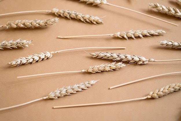 Ears of wheat monochrome layout Dried spikelets of wheat