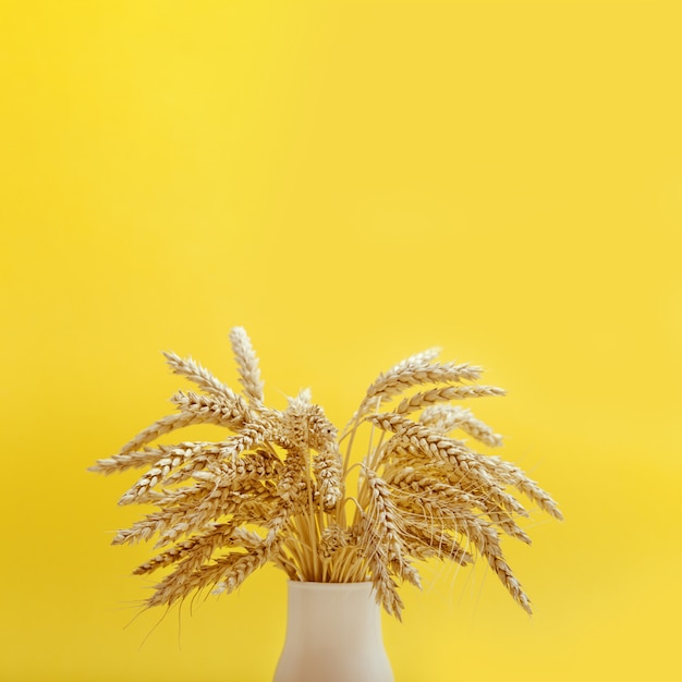 Ears of wheat in a vase on yellow background