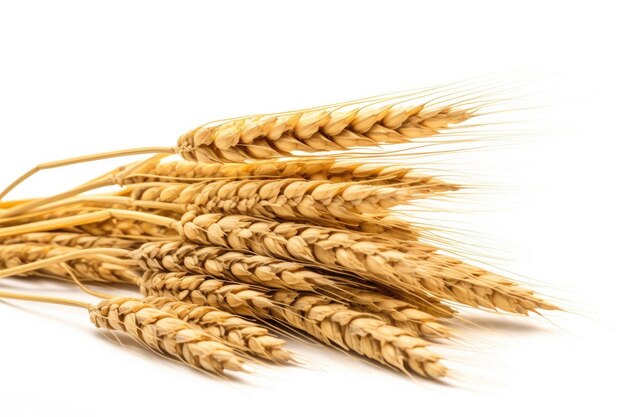 Ears of Wheat Wheat ears isolated on white background