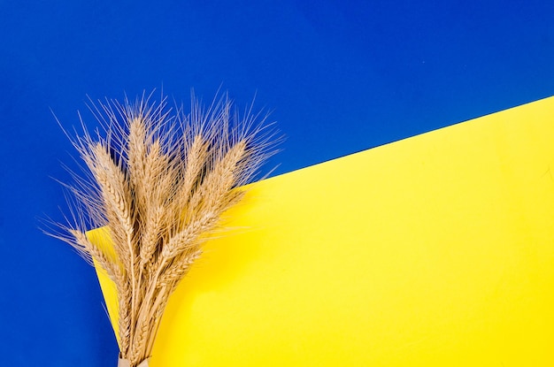 Ears of wheat on a yellow and blue background Colors and symbols of Ukraine