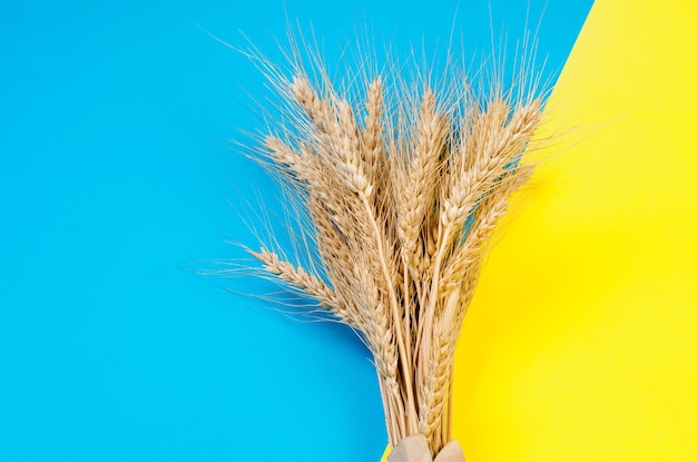 Ears of wheat on a yellow and blue background Colors and symbols of Ukraine