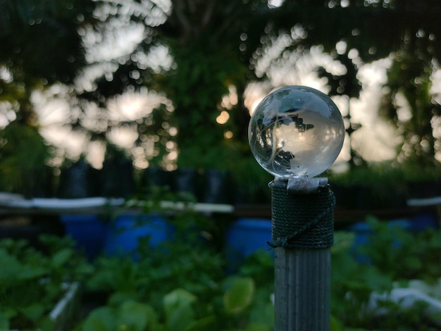 Earth crystal ball with sunrise and green plant background